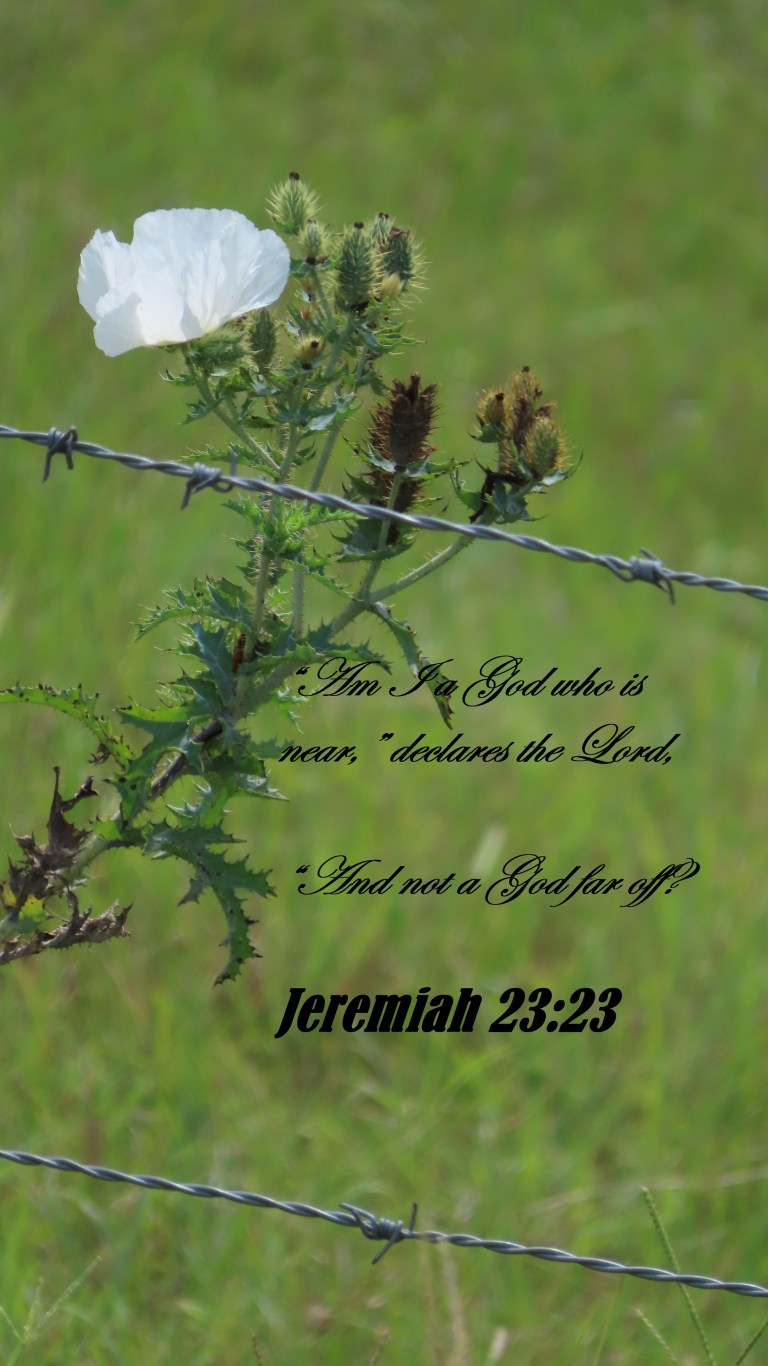 © Photo Artist Susan Ruth Robertson 090025006100SX70HS 031