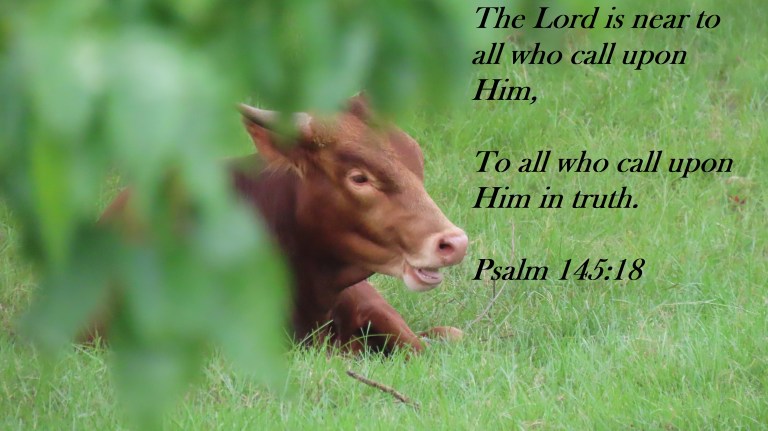 © Photo Artist Susan Ruth Robertson 090025006100SX70HS 040