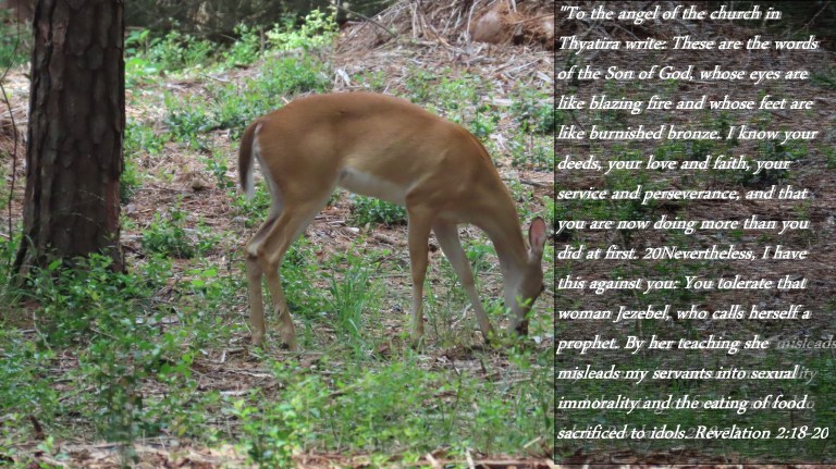 © Photo Artist Susan Ruth Robertson 090025006100 PowerShot SX70 HS 011