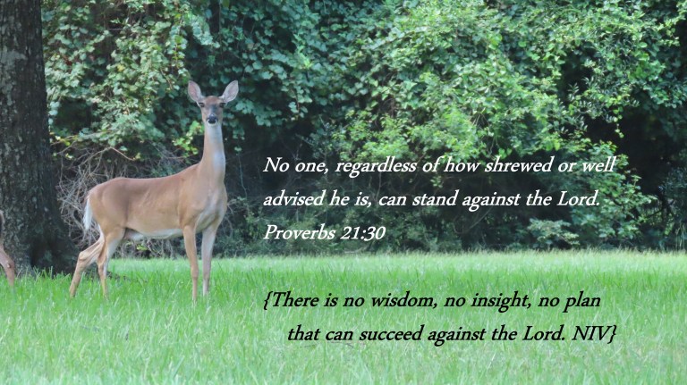 © Photo Artist Susan Ruth Robertson 090025006100 PowerShot SX70 HS 019