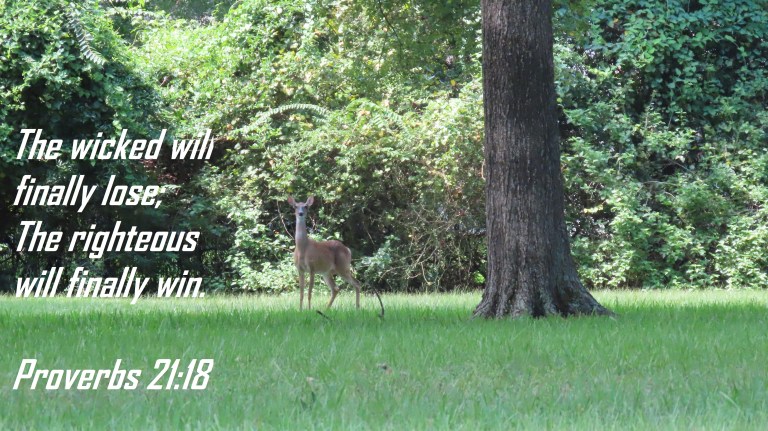 © Photo Artist Susan Ruth Robertson 090025006100 PowerShot SX70 HS 027