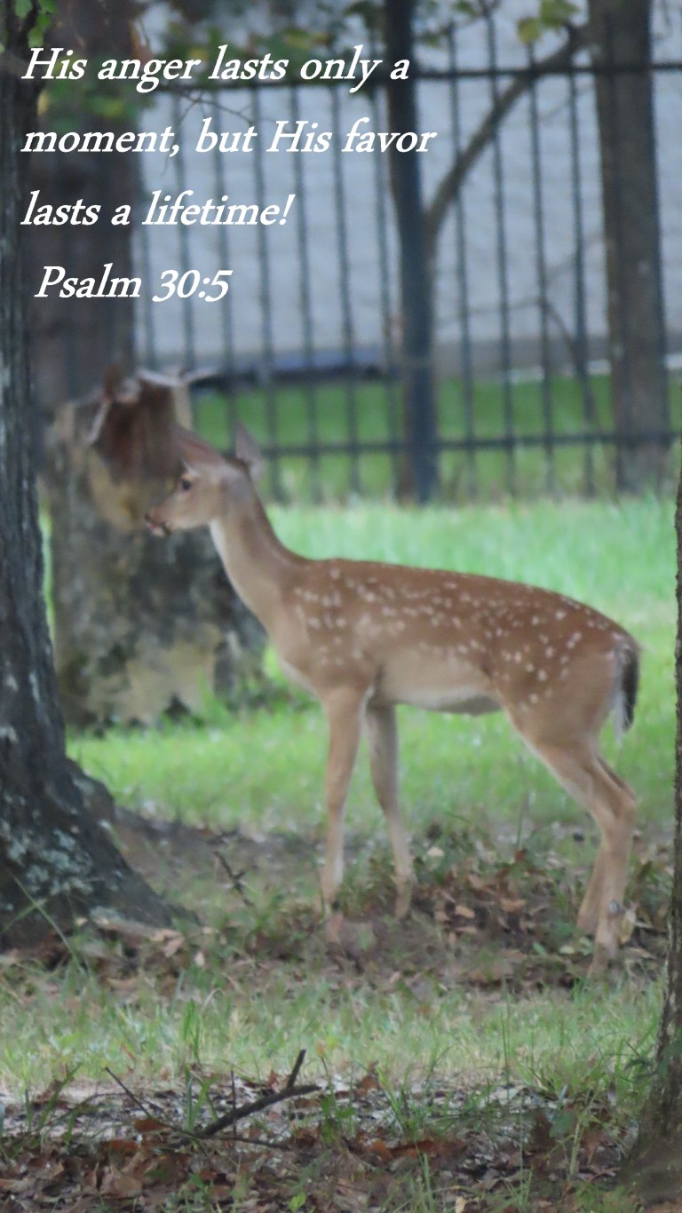 © Photo Artist Susan Ruth Robertson 090025006100 PowerShot SX70 HS 041 - Copy