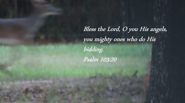 © Photo Artist Susan Ruth Robertson 090025006100 PowerShot SX70 HS 044 - Copy