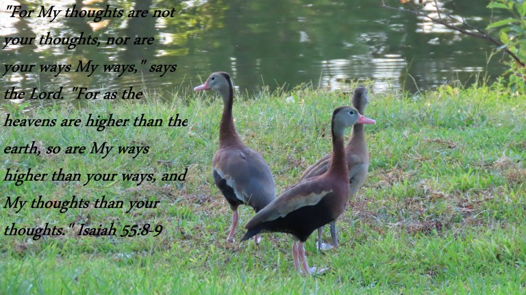 © Photo Artist Susan Ruth Robertson 090025006100 PowerShot SX70 HS 086 - Copy