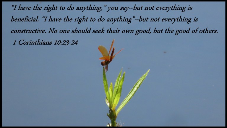 © Photo Artist Susan Ruth Robertson 090025006100 PowerShot SX70 HS 107