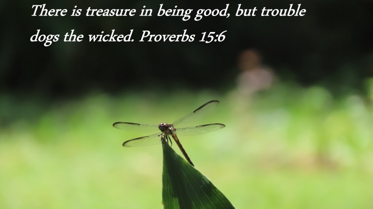 © Photo Artist Susan Ruth Robertson 090025006100 PowerShot SX70 HS 113