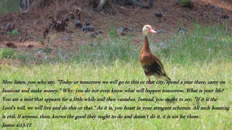 © Photo Artist Susan Ruth Robertson 090025006100 PowerShot SX70 HS 117 - Copy