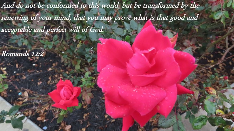 © Photo Artist Susan Ruth Robertson 090025006100 PowerShot SX70 HS 023 - Copy